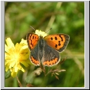 Lycaena phlaeas - Kleiner Feuerfalter 03.jpg
